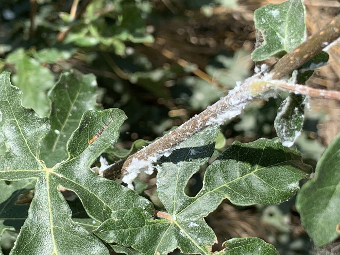 miele melata - Il Miele di Alice - Vigevano