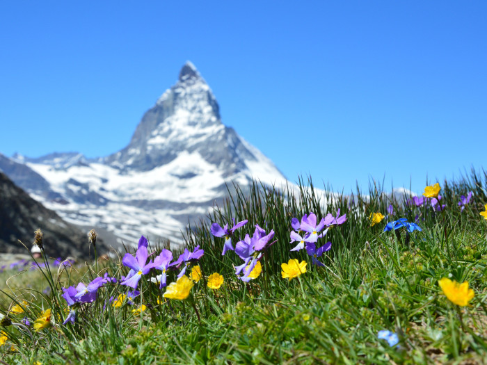 miele millefiori - Il Miele di Alice - Vigevano