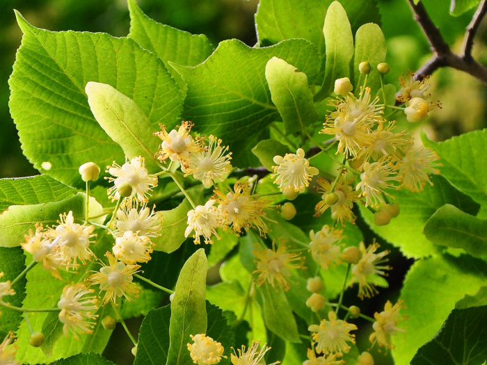 fiore tiglio - Il Miele di Alice - Vigevano